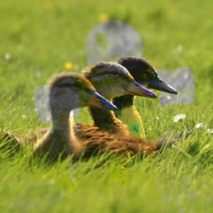 Beispiel für den Ebenenmodus Sättigung